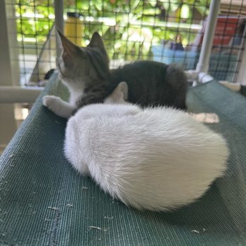 Hawaiian Humane Society - Animal Shelters Near Me - Honolulu, Hawaii Hawaiian Humane Society - Animal Shelters Near Me - Honolulu, Hawaii