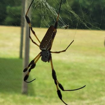Goodwin Cleaning And Pest Control - Pest Control Near Me Goodwin Cleaning And Pest Control - Pest Control Near Me