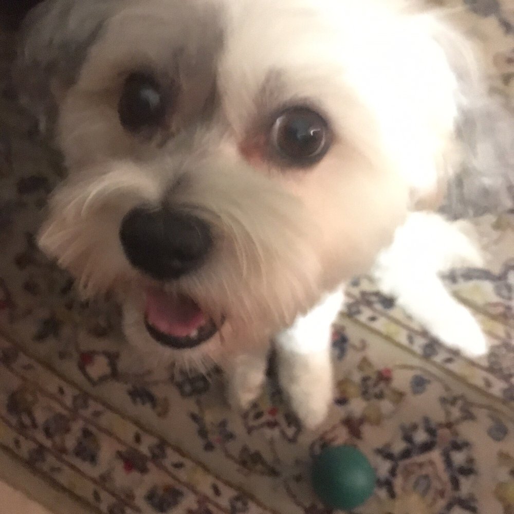 Pampered Pets - I always take my dog there and I am so happy with all of them. So friendly and kind. They've done a great job. I love it. Reasonable price. - Pet Groomers Near Me - Fallbrook, California