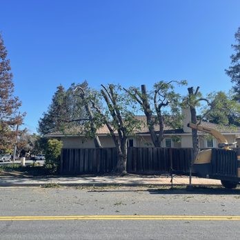 Procopio's Tree Service - After - Tree Services Near Me - San Jose, California Procopio's Tree Service - After - Tree Services Near Me - San Jose, California
