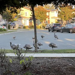 Victoria By The Bay - Wild Turkeys!