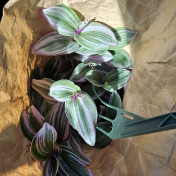 succulent dusty rose Echeveria Pinky