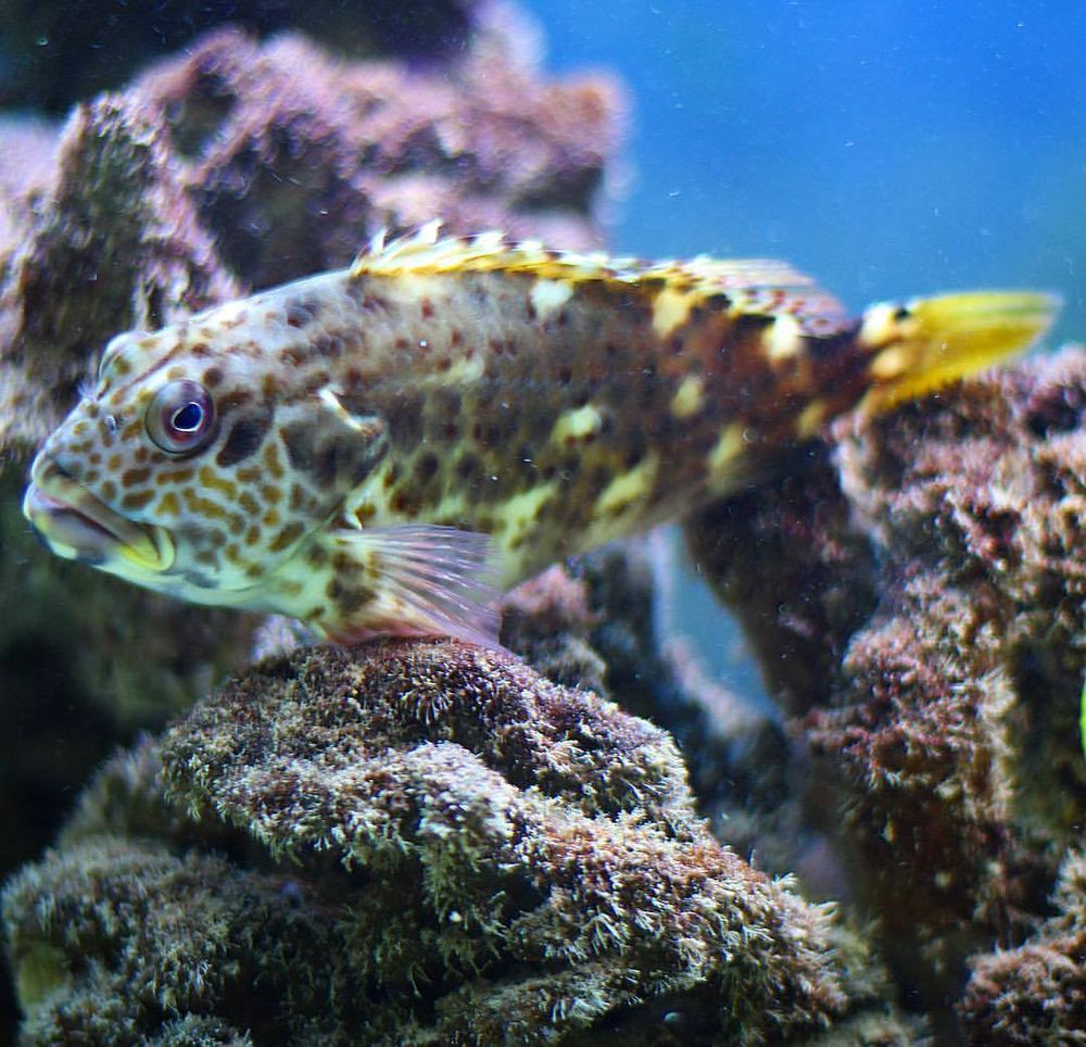 pisces pet emporium turtles