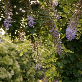 Arnold Arboretum - Flowers - Parks Near Me - Boston, Massachusetts