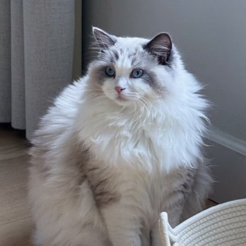 Kitten Around Ragdolls - Pet Breeders Near Me