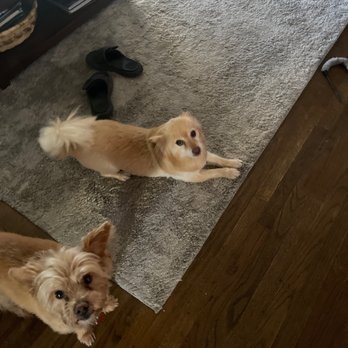Classy Canine's Wiggle Rumps - Pet Groomers Near Me - Castrovalley, California