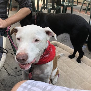 Lucky Baldwins Pub - lucky dog - Pubs Near Me - Pasadena, California Lucky Baldwins Pub - lucky dog - Pubs Near Me - Pasadena, California