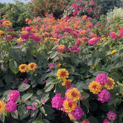 Windy Acres Nursery