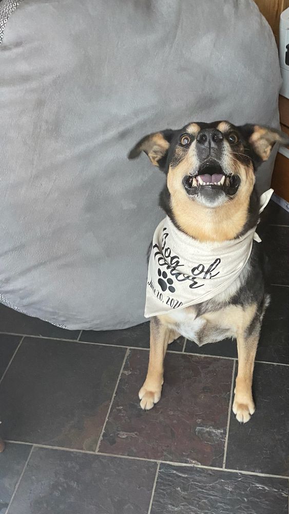 Woof and Wagz Image