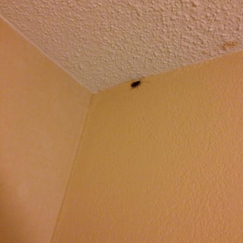 Courtyard by Marriott Dallas Addison/Midway - The welcoming committee... - Hotels Near Me - Addison, Texas