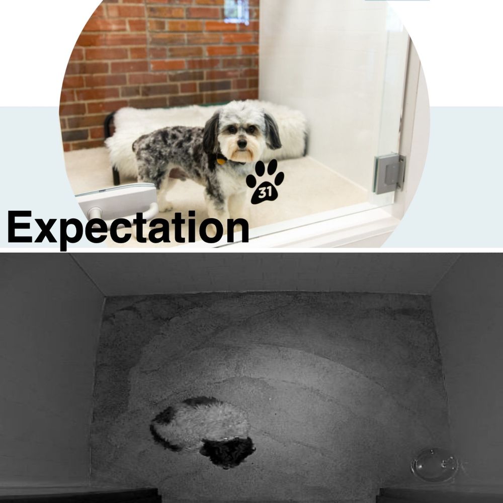 Collars Dog Resort - Pet Boarding Near Me - Kansas City, Missouri
