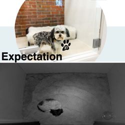 Collars Dog Resort