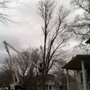 Photo of MDL Tree Service