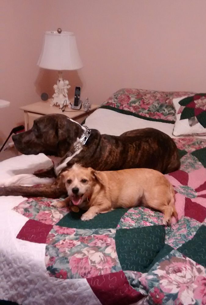 TWIN OAKS VETERINARY CLINIC 12 Photos 5365 N Highway 14, Landrum, South Carolina