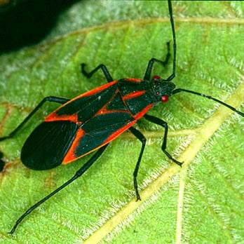 Millers Pest Control - Boxelder Bug - Pest Control Near Me - Essex Junction, Vermont