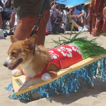 Huntington Beach - Winner of the costume contest. This year's theme was Corgabunga. - Beaches Near Me - Huntington Beach, California