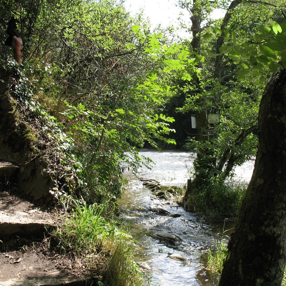 Salmon Leap - Cenarth - Cafes Near Me - Newcastle Emlyn, CGN