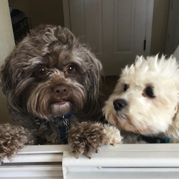Personal Pet Care - Are our paws dry eneough now? - Pet Sitting Near Me Personal Pet Care - Are our paws dry eneough now? - Pet Sitting Near Me