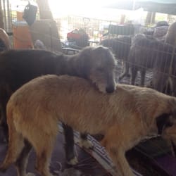 A few of the huge but sweet Irish wolfhounds I saw & their owner.