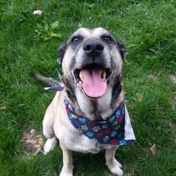 Groomer Has It - Happy with her Bath!