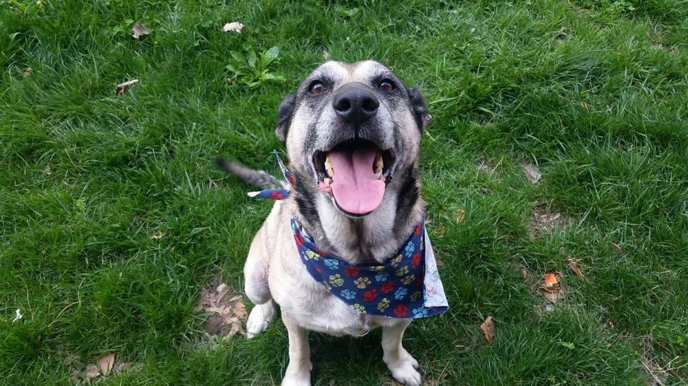 Groomer Has It - pet boarding facility in St. Louis, MO