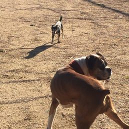 My dogs are always interesting My dogs are always interesting