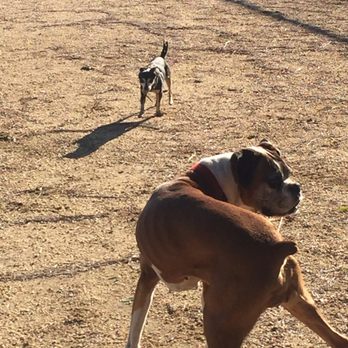 Flora Vista Dog Park - My dogs are always interesting - Dog Parks Near Me - Bellflower, California Flora Vista Dog Park - My dogs are always interesting - Dog Parks Near Me - Bellflower, California