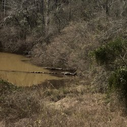 Langley Pond Park