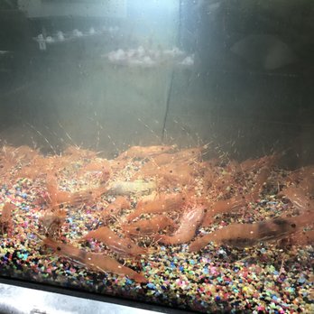 ch Tràm Chim - Fresh sweet shrimp - Seafood Near Me - Garden Grove, California