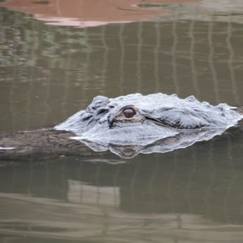 Gatorland - Zoos Near Me - Orlando, Florida Gatorland - Zoos Near Me - Orlando, Florida