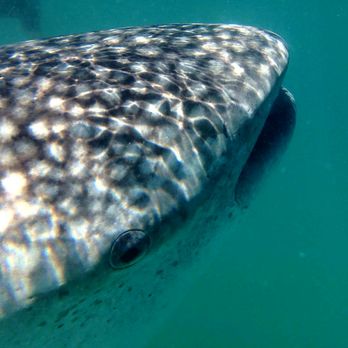 Baja Ballenas - Magnificent animals! - Whale Watching Tours Near Me Baja Ballenas - Magnificent animals! - Whale Watching Tours Near Me