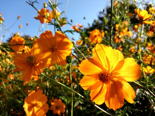 Showa Kinen Park by null