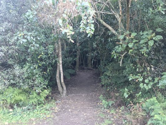 Redwoods – Whakarewarewa Forest by null