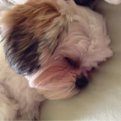 Miss Betty's Little Paws - Sammy sleeps after his grooming.