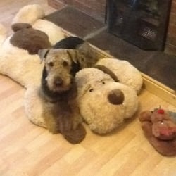 Dolcorsllwyn - Felix at rest