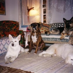The Everyday Dog Positive Training - The Gang