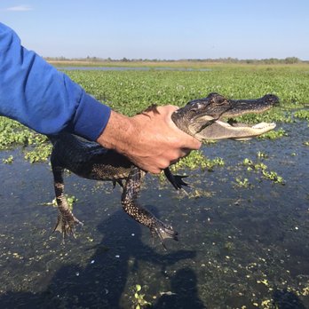 Airboat Adventures - Farm Raised Alligator about 2 years old - Boat Tours Near Me - Lafitte, Louisiana
