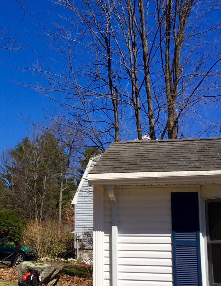 Tree Line Property Services - tree service in Derry, NH