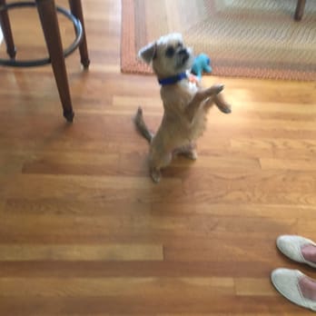 Sarasota Dog Wizard - Pet Training Near Me - Bradenton, Florida Sarasota Dog Wizard - Pet Training Near Me - Bradenton, Florida