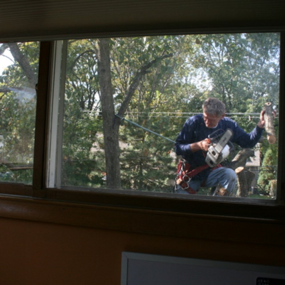 U S Tree Service - A totally rotted pear tree -- my son was obsessed with watching the guy climb the tree from his bedroom window. - Tree Services Near Me - Addison, Illinois