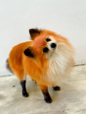 Dogue Spa - The Coolest Dog Grooming Salon by null