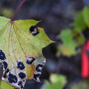Henry's Tree Service of Arlington - Tree Disease Arlington - Tree Services Near Me - Arlington, Texas Henry's Tree Service of Arlington - Tree Disease Arlington - Tree Services Near Me - Arlington, Texas