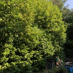 Vega's Tree Service - Laurels cover east boundary of property and some on north side.  Need to be cut from 20 feet down to 7 feet.