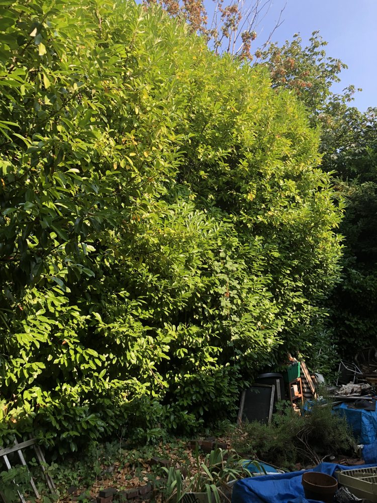 Vega's Tree Service - tree service in Auburn, WA