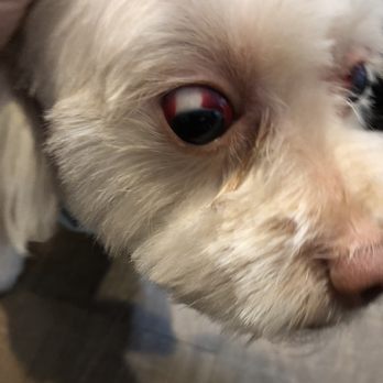 Mr Pet - Pet Groomers Near Me - Fountain Valley, California