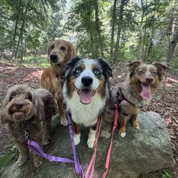 Shoreline Happy Paws - Sydney, Bentley, Oakley, and Winnie out for their regular weekly hike at Fenwick Grove in Old Saybrook. Great picture pups :)