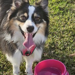 Autumn's Bed and Biscuit Pet Sitting Services