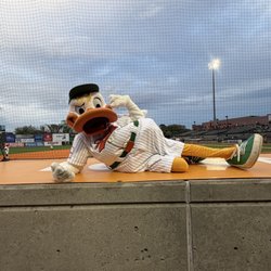 Long Island Ducks - Got his attention!!