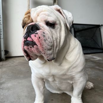 Pawsitive Pet Grooming - He wants to go back - Pet Groomers Near Me - Covina, California Pawsitive Pet Grooming - He wants to go back - Pet Groomers Near Me - Covina, California