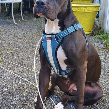 StingrayTommy - Pet Training Near Me - Brick, New Jersey StingrayTommy - Pet Training Near Me - Brick, New Jersey